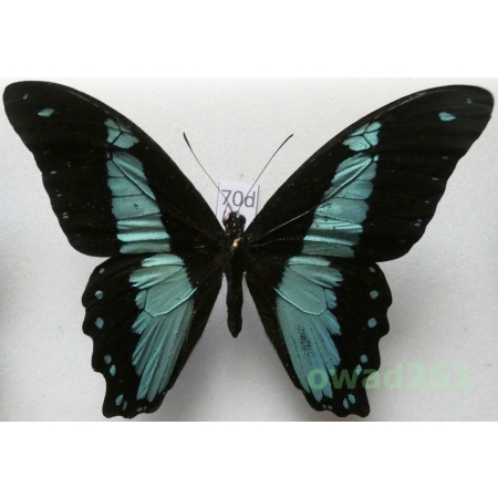 Papilio bromius chrapkowskoides Storace, 1952 Congo 101mm70d